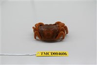 藏品(臺灣厚蟹)的圖片